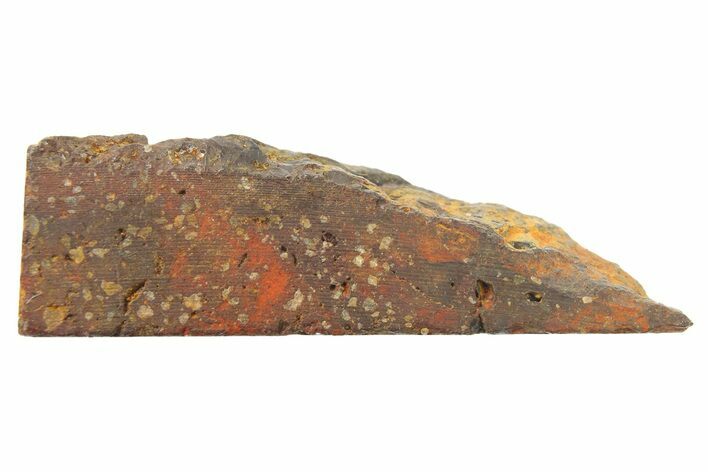 Santa Catharina Iron Meteorite ( g) Slice - Brazil #265734